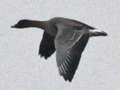 Tundra Bean Goose